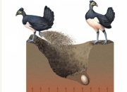 Mengenal Maleo, Burung Endemik Sulawesi yang Mandiri Sejak Lahir dan Tak Suka Terbang