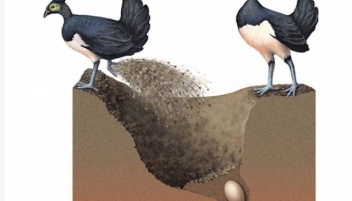 Mengenal Maleo, Burung Endemik Sulawesi yang Mandiri Sejak Lahir dan Tak Suka Terbang