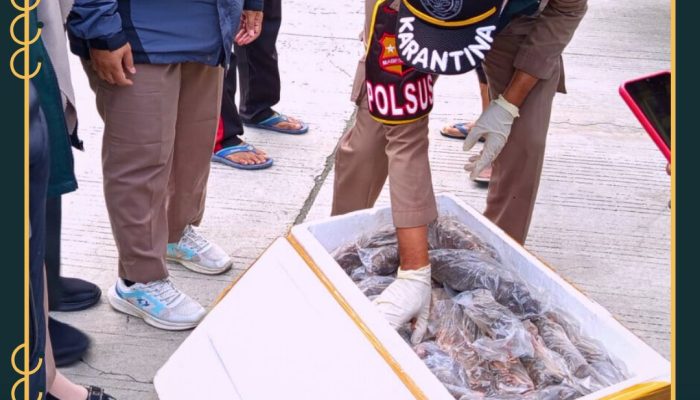 Karantina Gorontalo Tahan Puluhan Daging Tikus, Kelelawar, dan Musang dari Luwuk Banggai Tujuan Sulut